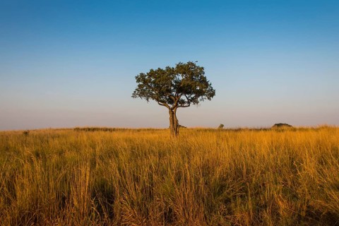 Lonely tree in the Savannah of the Murchison Falls National Park