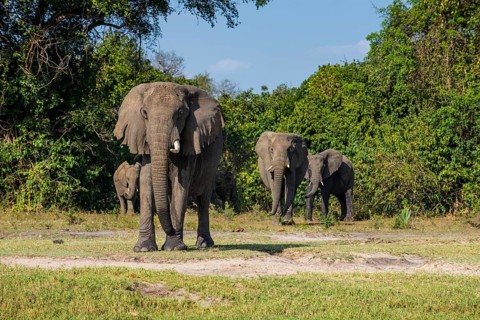 African elephants (Loxodonta africana)