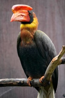 Rufous hornbill (Buceros hydrocorax)