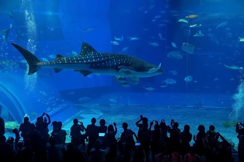 Whaleshark in the Churaumi Aquarium