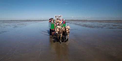 Horse-drawn carriage with tourists driving in the Schleswig-Holstein Wadden Sea National Park