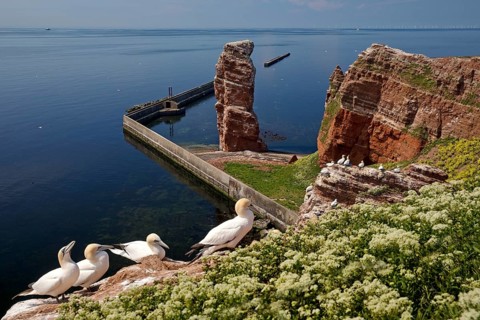Nesting gannets (Morus bassanus)