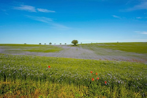 Flax (Linum usitatissimum) field in flower in Limagne plain