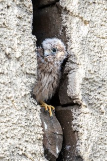 Common Common Kestrel (Falco tinnunculus)