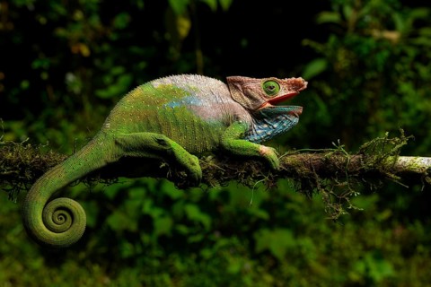 Male chameleon (Calumma oshaugnessi) from Ranomafana National Park
