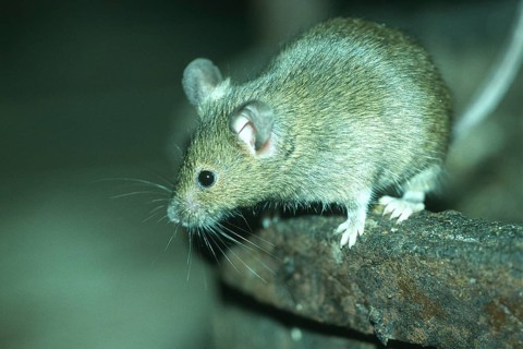 House mouse (Mus musculus) foraging on a barrel