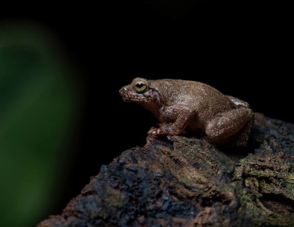 A frog (Mantidactylus ssp) in the rainforest of Nosy Komba