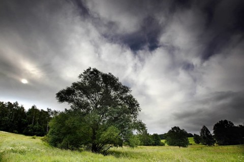 Tree at the Kolonnenweg