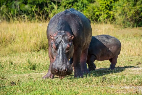 Hippopotamus (Hippopotamus amphibius)