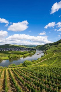 The Moselle at Trittenheim