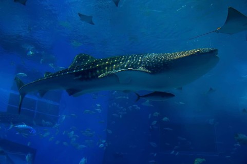 Whaleshark in the Churaumi Aquarium