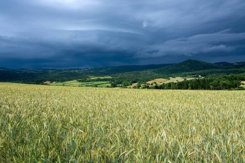 Stormy sky over a wheat field in the Limagne plain