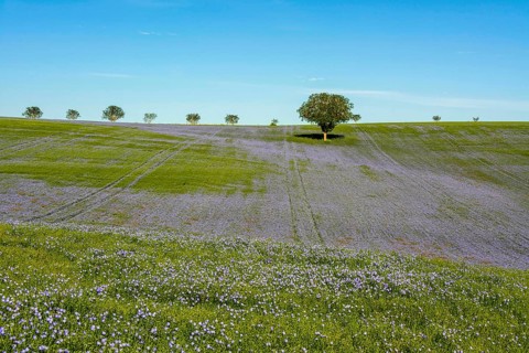 Flax (Linum usitatissimum) field in flower in Limagne plain