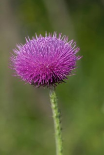 Musk Thistle (Carduus nutans) in inflorescence