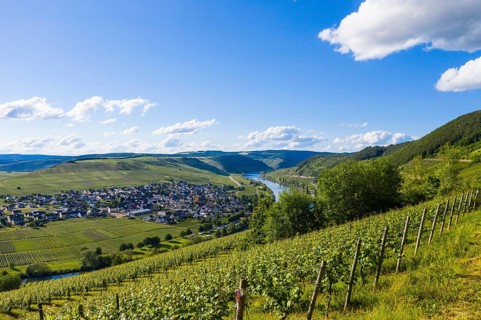The Moselle at Trittenheim