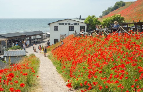 The hills over the fishing village Kaseberga are covered with red poppy flowers
