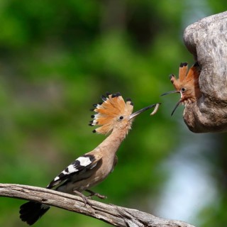 Hoopoe (Upupa epops)