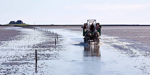 Horse-drawn carriage with tourists driving in the Schleswig-Holstein Wadden Sea National Park
