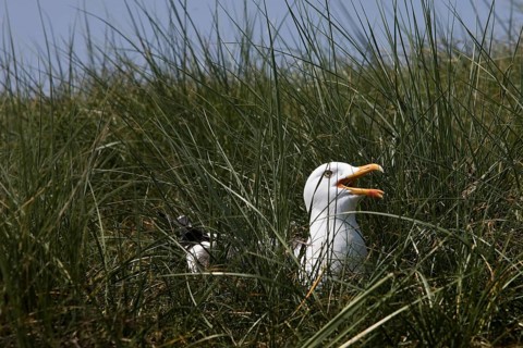 Breeding and calling European herring gull (Larus argentatus)