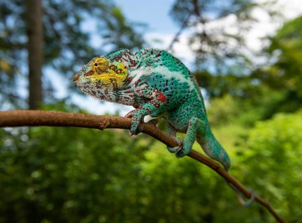 Panther chameleon (Furcifer pardalis) on the island Nosy Faly in the northwest of Madagascar