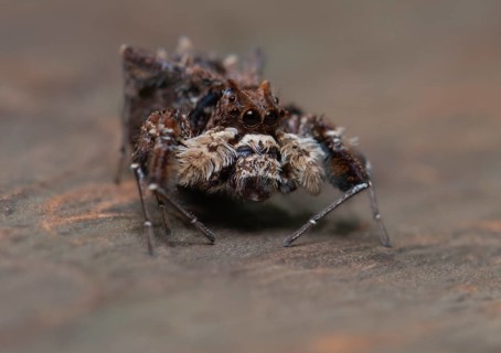 Jumping spider in Ankarafantsika National Park