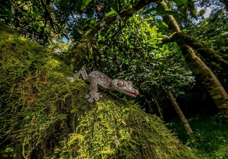 Large leaf-tailed gecko (Uroplatus gigantaeus) in the rainforests of northern Madagascar