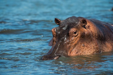 Hippopotamus (Hippopotamus amphibius)