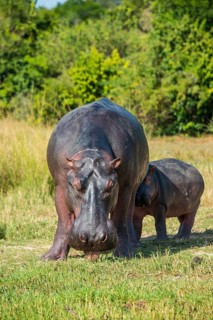 Hippopotamus (Hippopotamus amphibius)