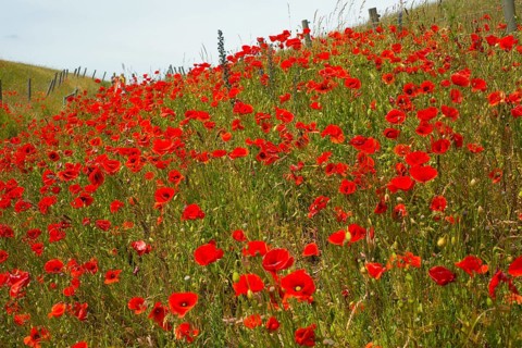 The hills over the fishing village Kaseberga are covered with red poppy flowers