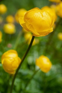 Globeflower (Trollius europaeus) in bloom