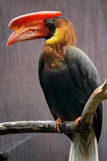 Rufous hornbill (Buceros hydrocorax)