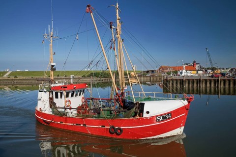 Shrimp cutter sails into the harbour