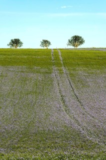 Flax (Linum usitatissimum) field in flower in Limagne plain