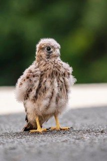 Common Common Kestrel (Falco tinnunculus)