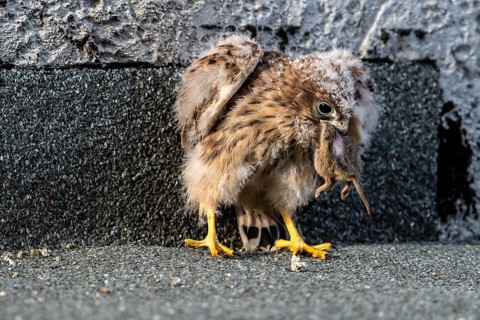 Common Common Kestrel (Falco tinnunculus)