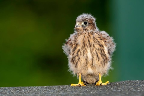 Common Common Kestrel (Falco tinnunculus)