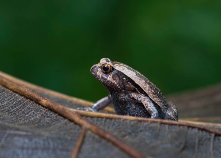 A frog (Discophis variabilis) in Ankarafantsika National Park