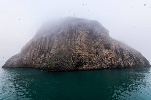 Giant seabird colony on the spectacular rock formation of columnar basalt
