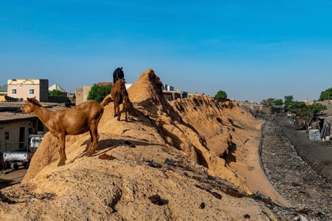 Goats on the old sandstone wall