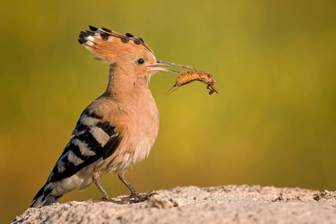Hoopoe (Upupa epops) with food of a mole cricket