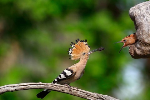 Hoopoe (Upupa epops)