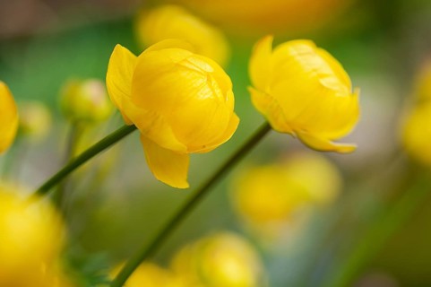 Globeflower (Trollius europaeus) in bloom