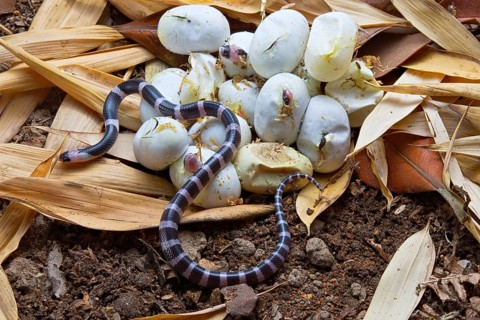 Banded Krait (Bungarus candidus)