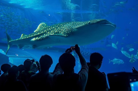 Whaleshark in the Churaumi Aquarium