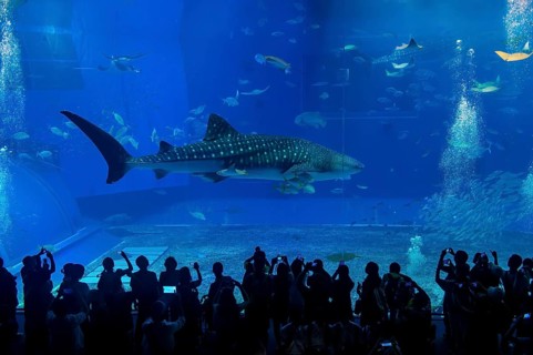Whaleshark in the Churaumi Aquarium