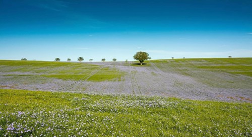 Flax (Linum usitatissimum) field in flower in Limagne plain