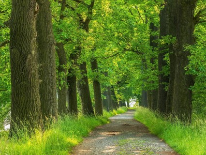 Oak avenue in the Plothen pond area