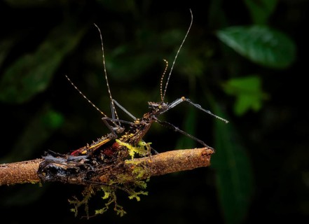 Stick insects during mating