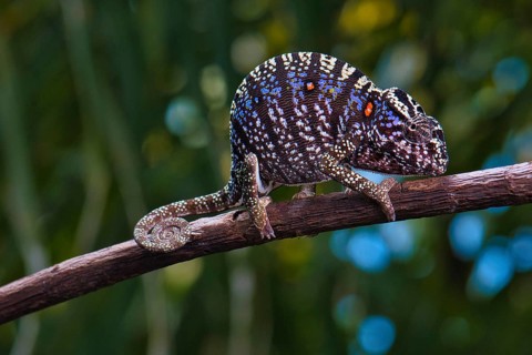 Rediscovered chameleon species after more than 100 years Voeltzkow's chameleon (Furcifer voeltzkowii) female