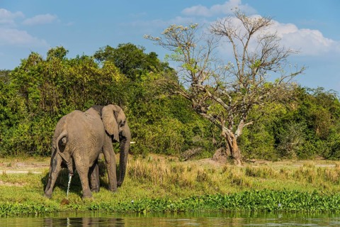 African elephant (Loxodonta africana)